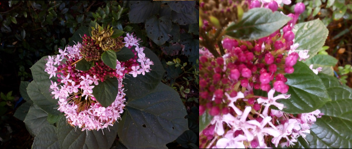 [Two photos spliced together. On the left is a top down view of the plant with its large roundish dark green leaves in layers from the ground up. In the upper levels are clumps of tiny five petal pink flowers with long thin stamen. There are also unopened dark pink balls in certain sections of the clumps. The photo on the right is a close view of the light pink flowers and the dark pink unopened ball buds. ]
